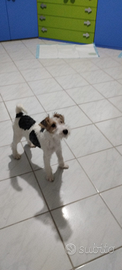 Cuccioli di Fox Terrier con pedigree