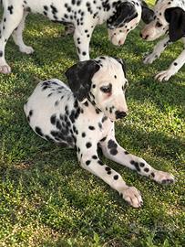 Dalmata
