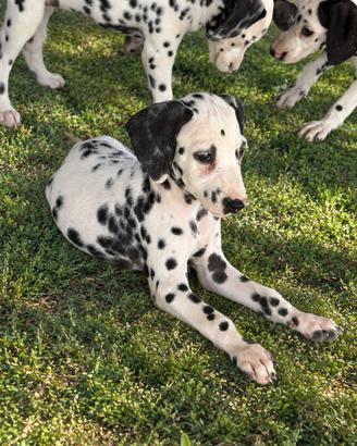 Dalmata