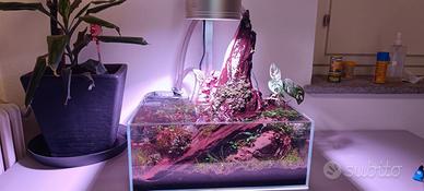 Acquario ShallowCompleto Allestito (Wabi-Kusa)