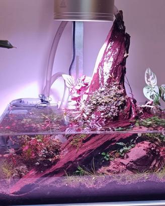 Acquario ShallowCompleto Allestito (Wabi-Kusa)