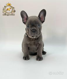 Baby Principessina Bulldog Francese Total Blu