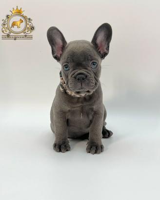 Baby Principessina Bulldog Francese Total Blu
