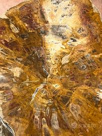 Meraviglio tronco legno fossile