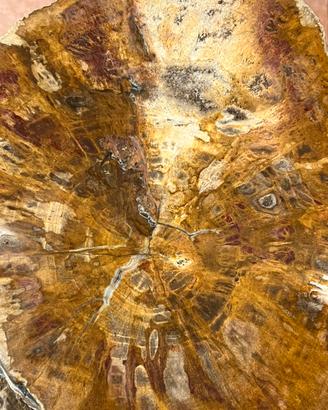 Meraviglio tronco legno fossile
