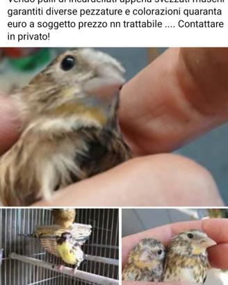 Incardellati novelli