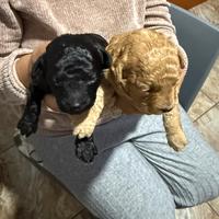 Cane barboncino toy