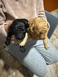 Cane barboncino toy