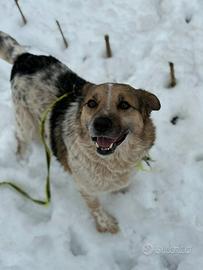 KLAUS, dimenticato da tutti