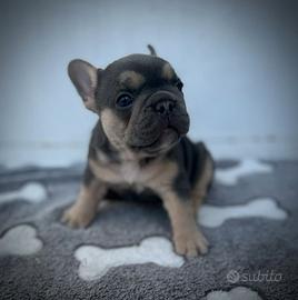 Bulldog francesi merle tan