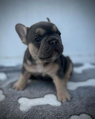 Bulldog francesi merle tan