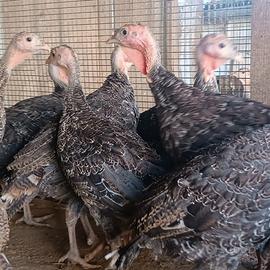 GiovaniTacchini colli euganei e anatra muta color
