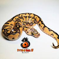 Pitoni reali e serpenti del grano baby