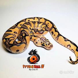 Pitoni reali e serpenti del grano baby