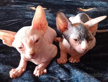 Gattini Sphynx