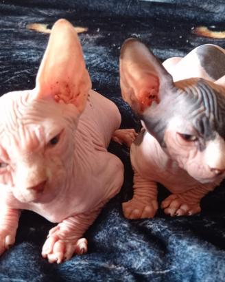 Gattini Sphynx