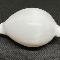 Conchiglia Ovula ovum mm 70 circa