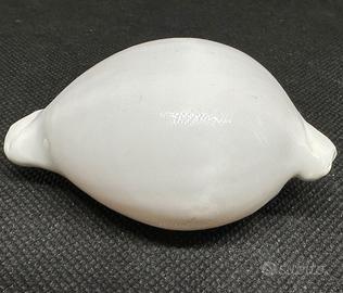 Conchiglia Ovula ovum mm 70 circa