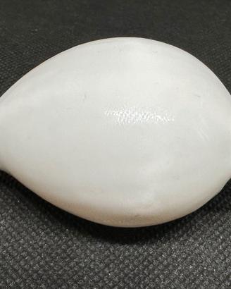 Conchiglia Ovula ovum mm 70 circa