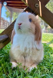 Cucciola minilop