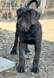 Cucciola grigia cane corso