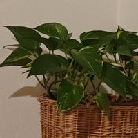 Talea Pothos Radicata in Vaso plastica 