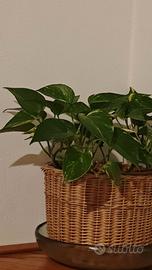 Talea Pothos Radicata in Vaso plastica 