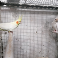 Calospiter 18 mesi di vita pronti x la riproduzion