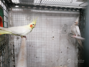 Calospiter 18 mesi di vita pronti x la riproduzion