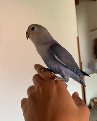 Pappagallo inseparabile allevato a mano