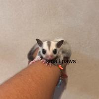 Petauri dello Zucchero