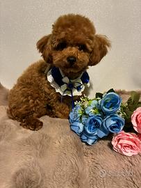 Barboncino mini toy Red