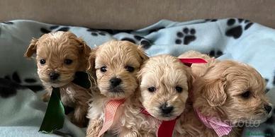 maltipoo cuccioli