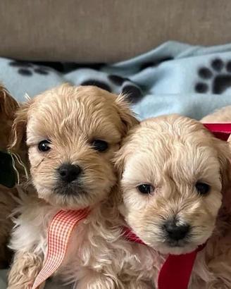 maltipoo cuccioli