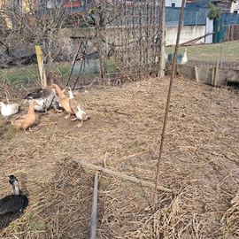 Corritrice pezzata camoscio coppia