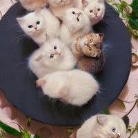 Cuccioli di British Shorthair/ Longhair ; Scottish