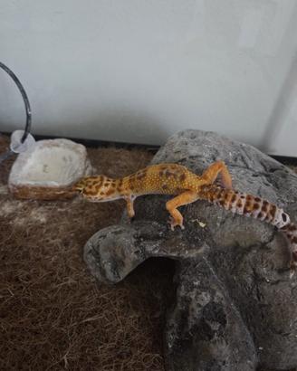 Geco leopardino tangerine