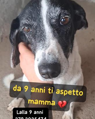 Lalla rimarrà sola di nuovo-compatibile con altri