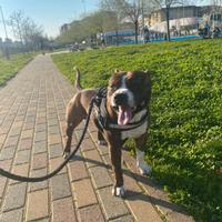 Staffordshire bull terrier per monta