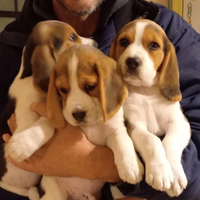 Beagle bigol bigool cuccioli