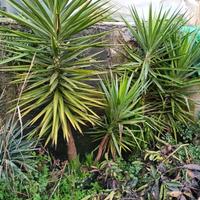  piante  yucca agave