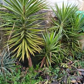  piante  yucca agave