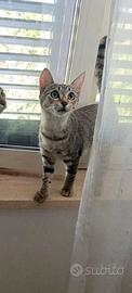Gattina Luce