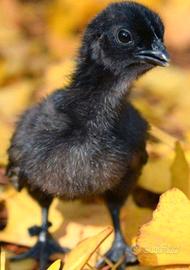 Animali ornamentali