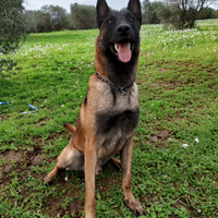 Pastore Belga Malinois per Monte