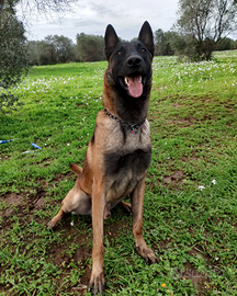 Pastore Belga Malinois per Monte