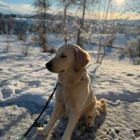 Maschio golden Retriever per monta