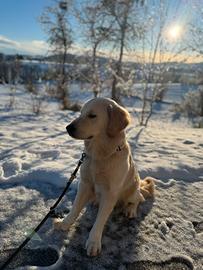 Maschio golden Retriever per monta