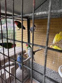 Inseparabili diverse mutazioni