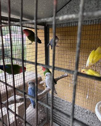 Inseparabili diverse mutazioni